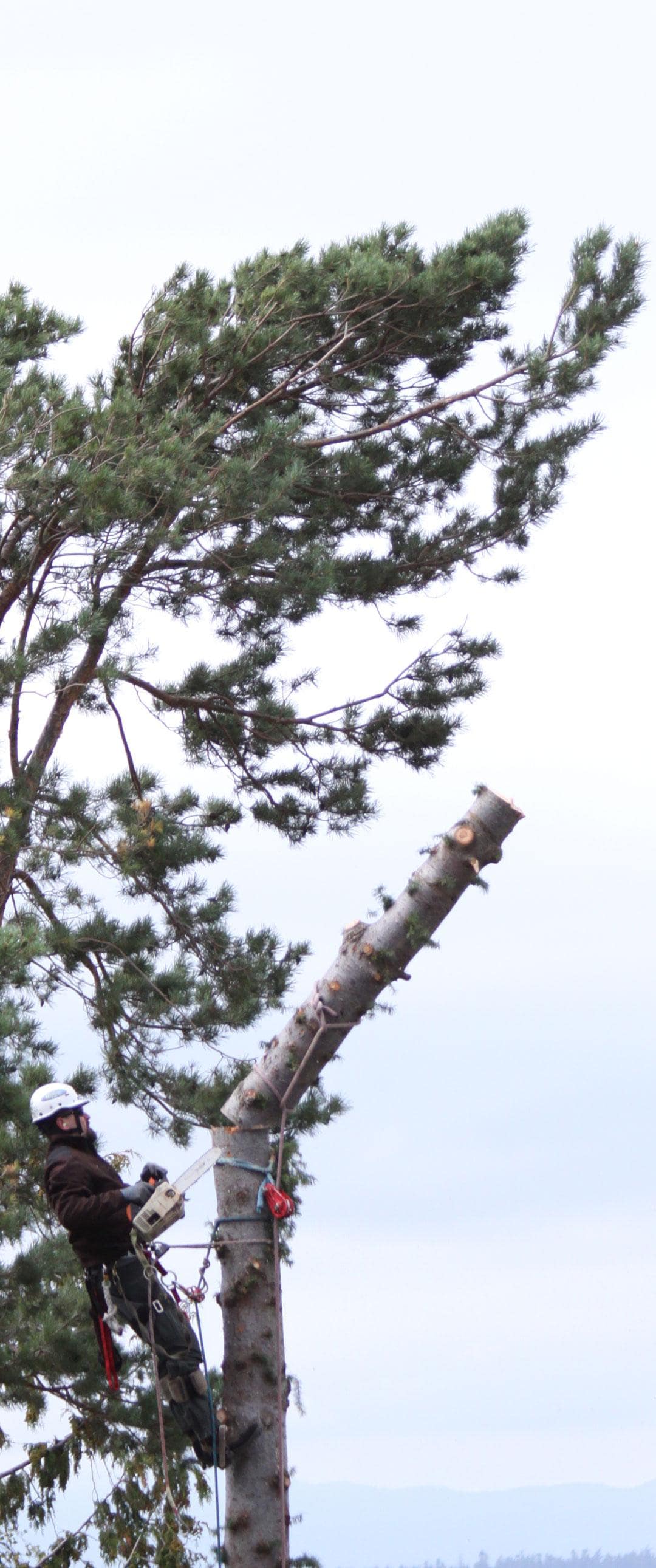 A photo of an arborist performing tree removal using negative rigging