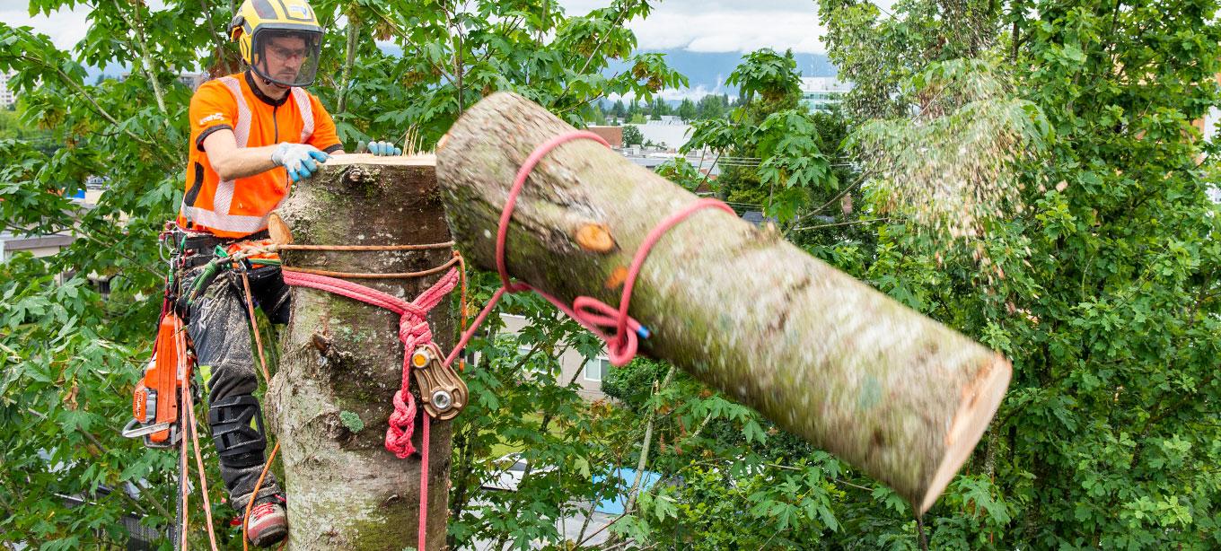 picture showing an arborist performing negative rigging, where load is above the anchor