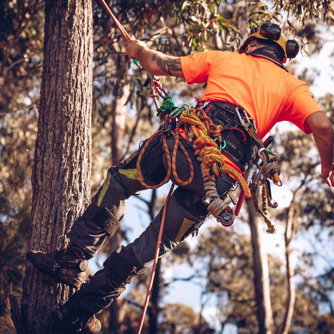 arborists wearing clogger saw pants at work