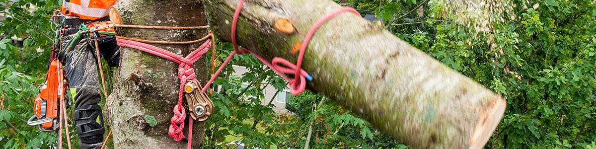 arborist rigging block in tree removal