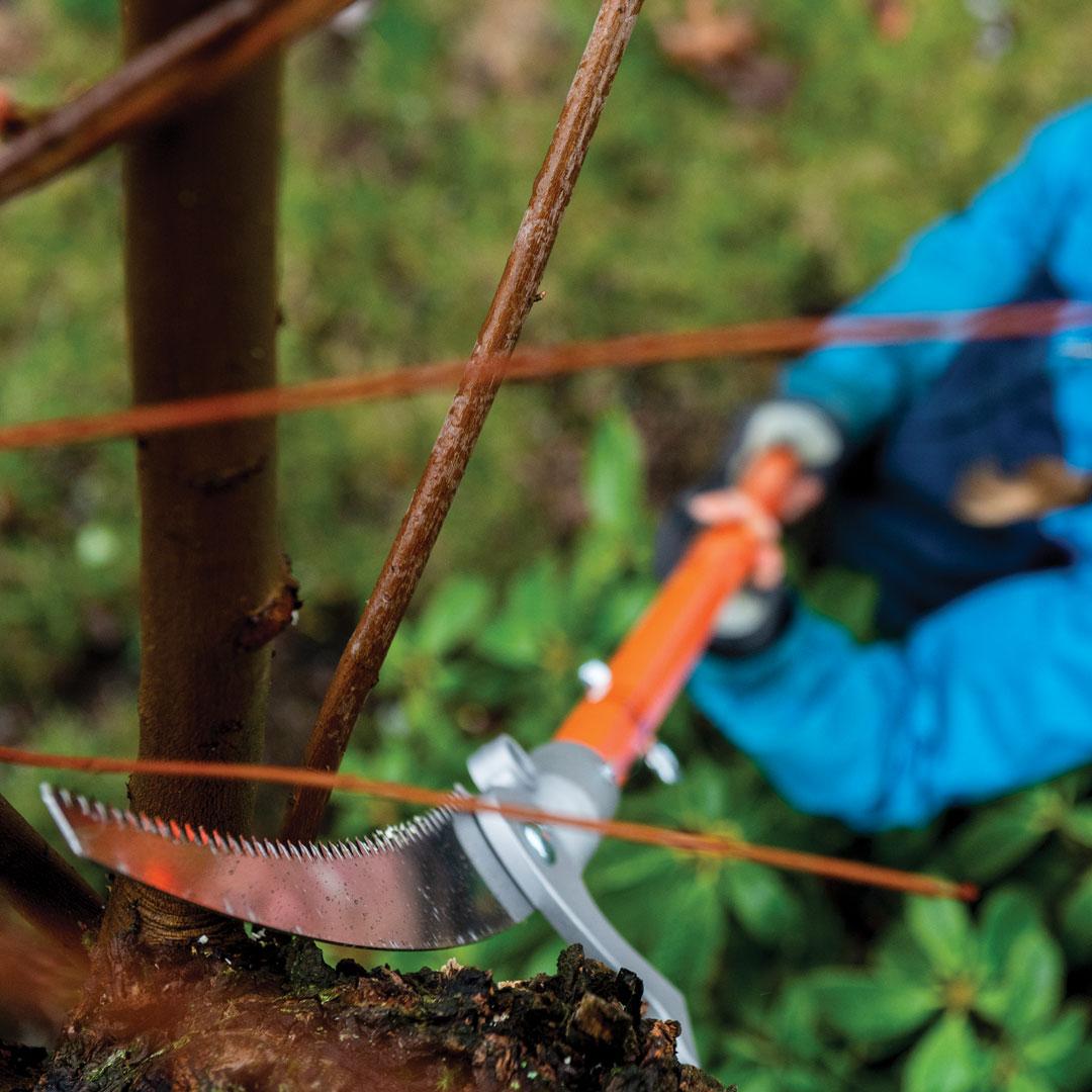 arborist using a pole saw