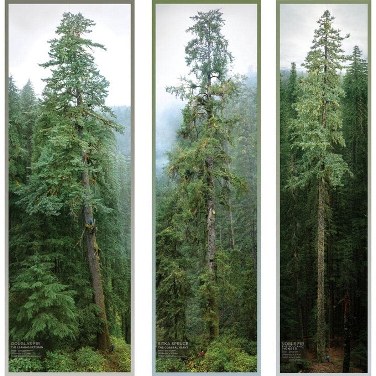 The Tree Projects Poster Set