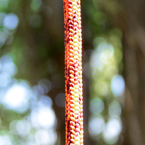 predator sunset climbing rope trees