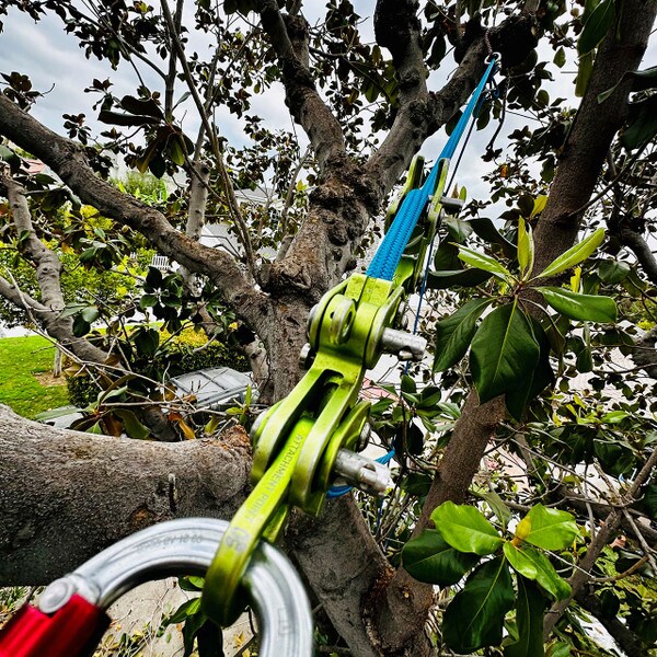 yale blue 32 climbing rope in tree