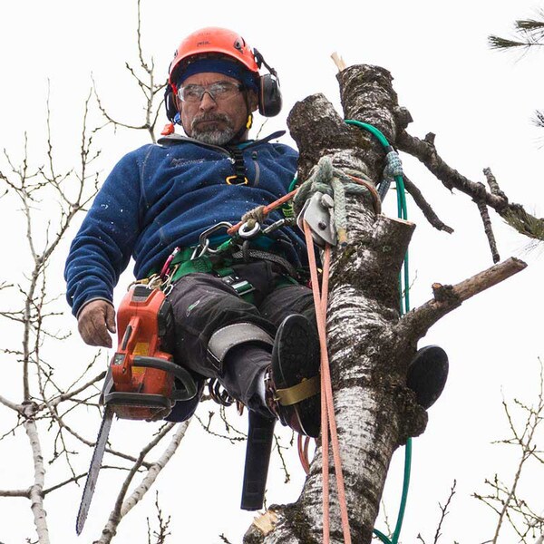 Master 5.0 tree climbing saddle