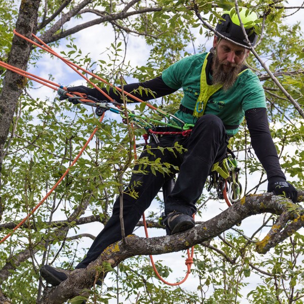 TreeRex Arborist Climbing Harness by Edelrid