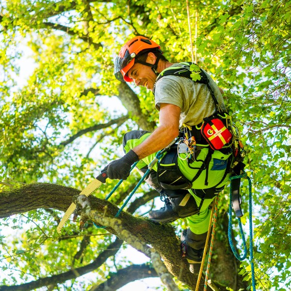 courant koala harness in the tree